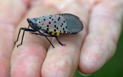 The Spotted Lanternfly And What You Need To Know